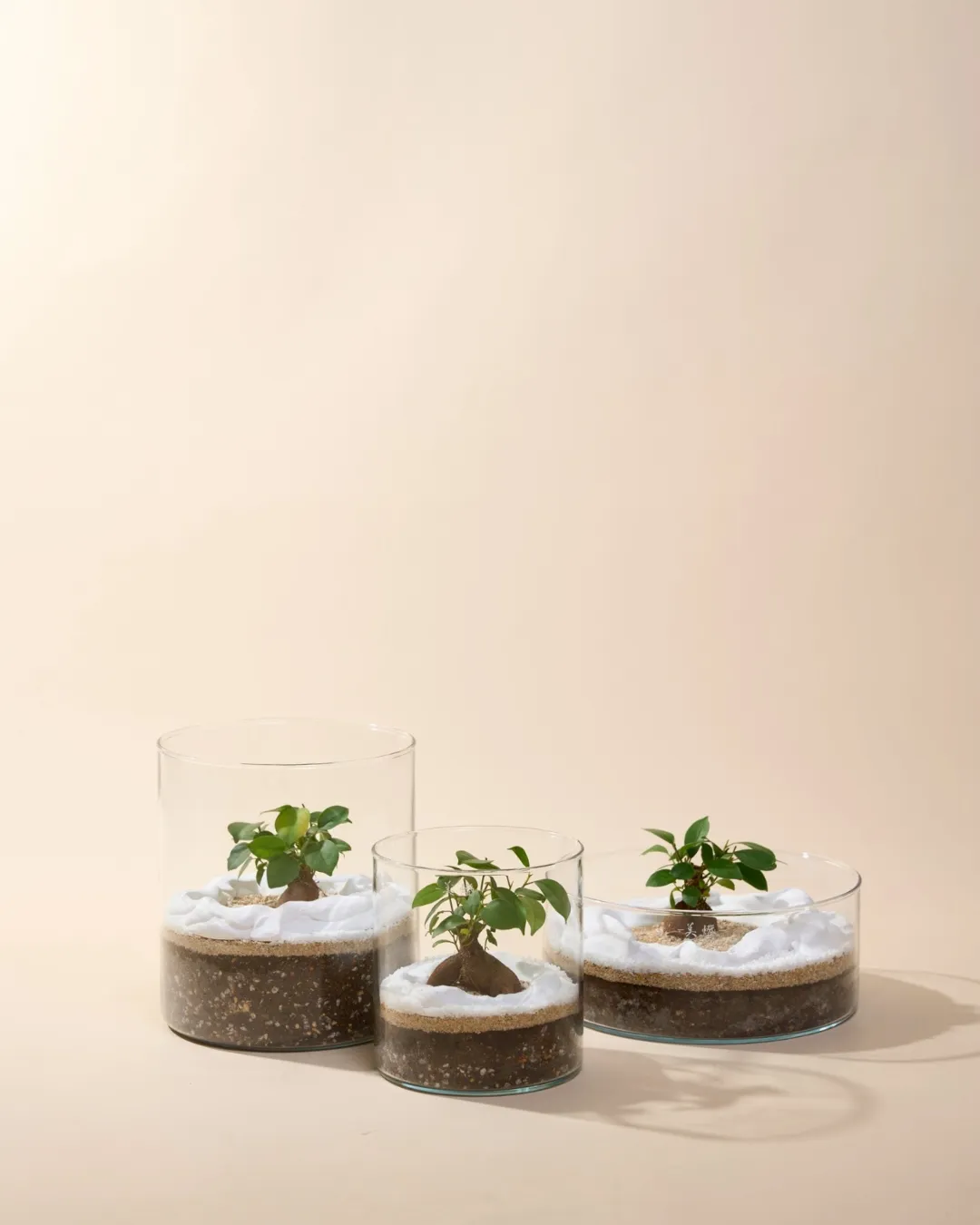 盆栽作品2