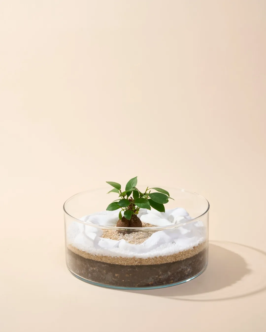 盆栽作品5