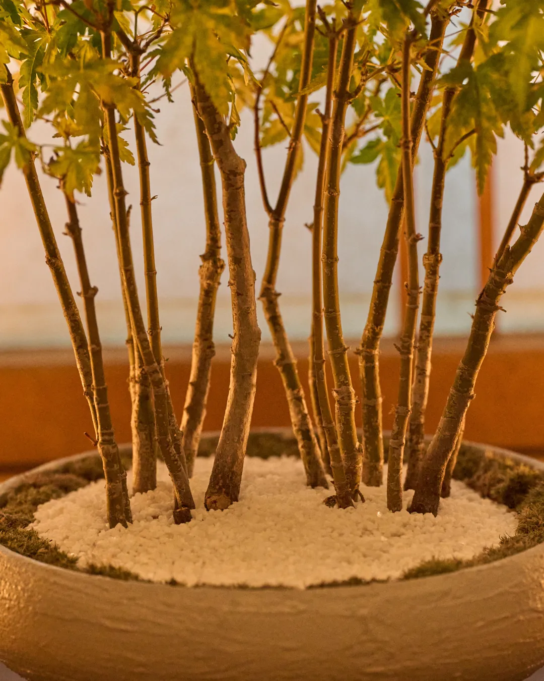 盆栽作品15