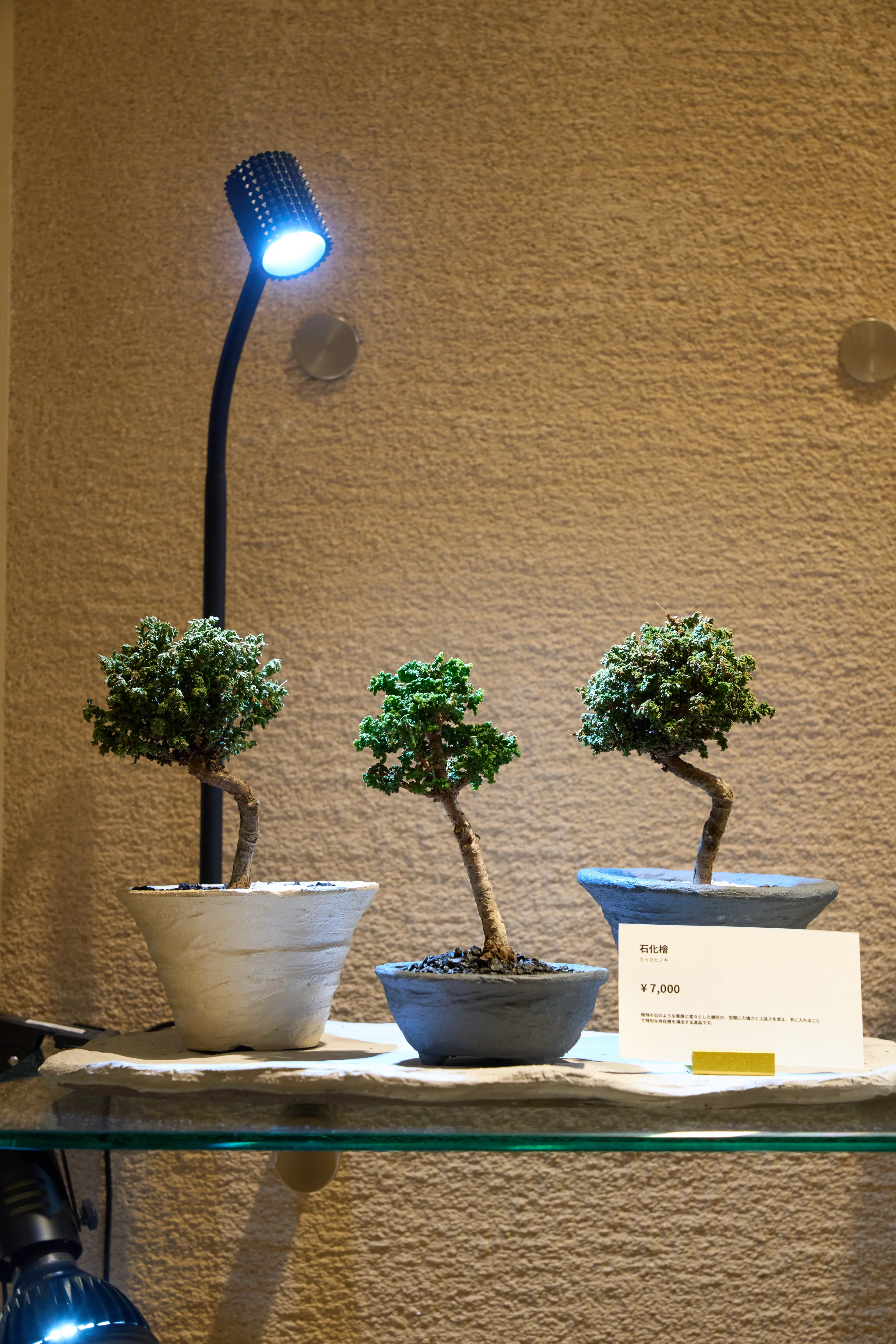盆栽作品16